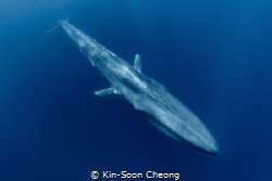 "Torpedo". Blue whale, the largest ever known animal ever... by Kin-Soon Cheong 